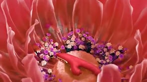 Warrior – Stoßender Vibrator-Dildo für Frauen und Paare 